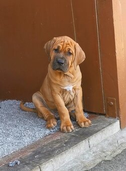 Tosa inu pejsek přijatelná cena - 3