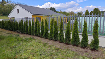 🌿 Túje Smaragd – Krásný a Hustý Živý Plot pro Vaši Zahradu - 3
