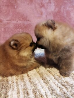 Pomeranian - 3