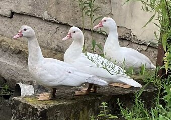 Kačenky - kachna pižmová - činky - 3