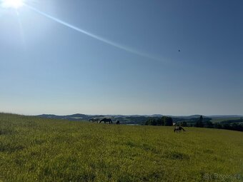 Pastevní ustájení v ráji i pro DUŠNÉ koně PRAHA 35 minut - 3