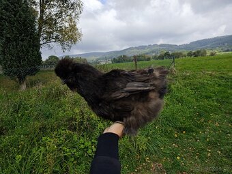 Hedvábničky EU,USA,Frizzle - 3