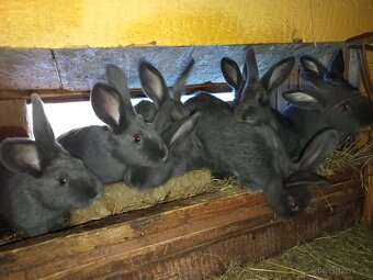 Vídeňský x moravský modrý - 3