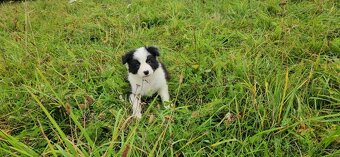 Border kolie s PP - 3