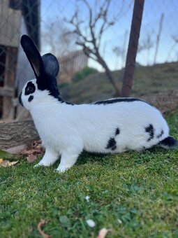 Německý obrovitý strakáč černý (NOS) - 3