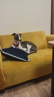 Chart angielski whippet FCI - 3