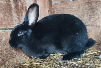 Černý a strakatý rex - 3