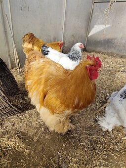 Kočinka žlutá velká - 3