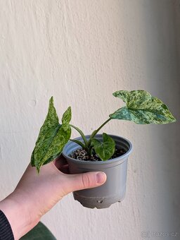 Syngonium mojito - 3