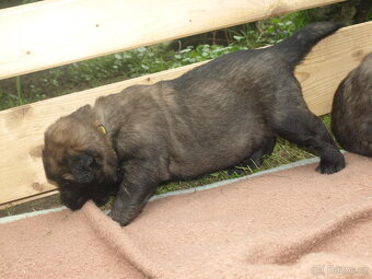 Leonberger - štěňata s PP - 3