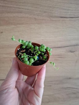 Starček - Senecio rowleyanus - 3