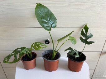 Monstera Monkey, Deliciosa, Minima - 3