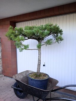 Jalovec čínský (Juniperus chinensis) bonsai - 3
