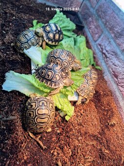 Suchozemská želva pardálí - Stigmochelys pardalis babcocki - 3