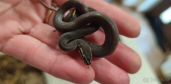 Užovka domácí "africká" - lineatus, černá, Red kenya - 3