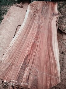 XXXL fošny jilmu šířka 120cm - 3