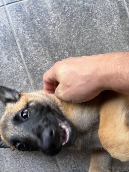 Belgicky ovčak Malinois s PP - 3