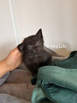 Darujeme koťátka - 3