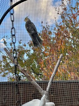 Korela chocholatá - 3