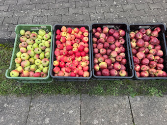 Prodám česaná jablka - 3