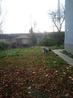 Pronájem činžovního domu - 3