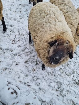 Prodám dva berany kříženci Suffolk a Zwartbles - 3