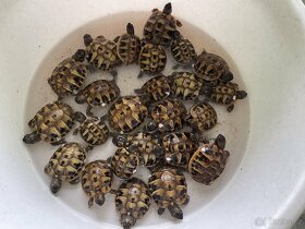 Želva zelenavá - půlroční mláďata - 3