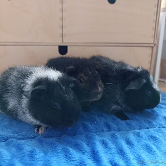 Morče US Teddy / morčata 2x samec 1x samička - 3