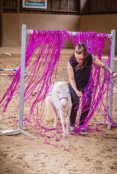 Minihorse klisna - 3