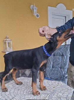 Doberman šteniatka FCI S PP - 3