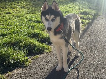 Štěně. Husky s PP 7měsíců 🥲 - 3