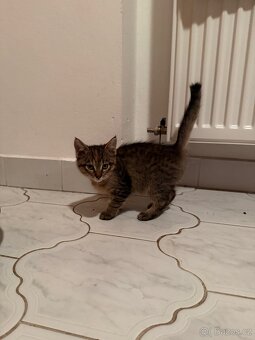 Poloviční maiská mývalí koťata OBĚ REZERVOVANÁ - 3