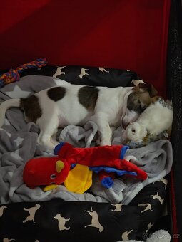 Prodám 13 týdenniho pejska - Jack Russell teriera - 3