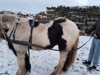 Párový postroj - 3