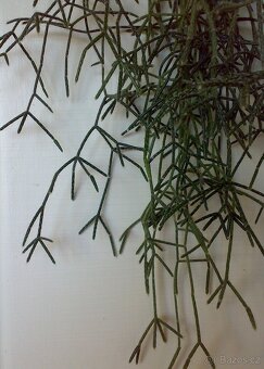 Rhipsalis pilocarpa - nenáročný kaktus - zakořeněné řízky - 3