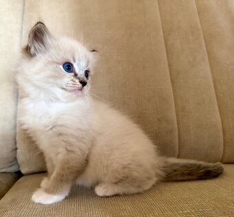 Ragdoll kocourci koťátka - 3