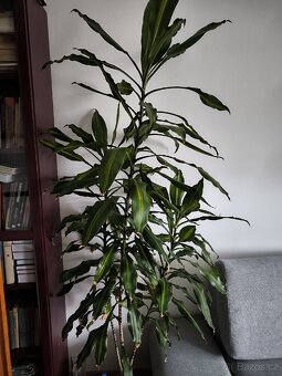 Dracaena fragrans - 3