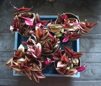 Tradescantia Nanouk - Blázen, Voděnka, Poděnka - 3