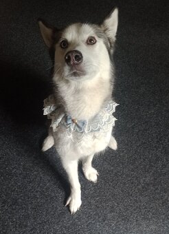 Sibiřský Husky - 3