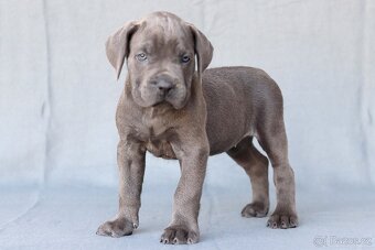 Cane corso s PP - 3