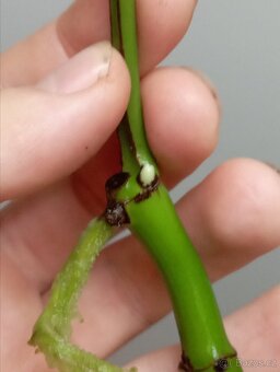 Raphidophora tetrasoerma - Monstera minima - řízek - 3