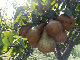 Zahradnické služby - 3