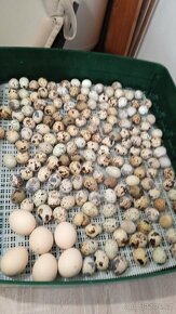 Násadové vejce - křepelky - 3