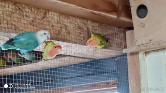 Agapornis růžohrdlý - 3