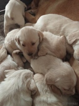 Čistokrevná štěňátka Labradora - 3