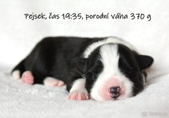 Border kolie s PP - pejsek - 3