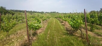 Vinice 1103m2 - 3