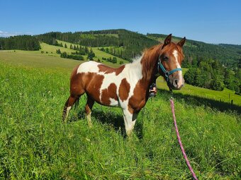 Valach 50%QH x APH - 3