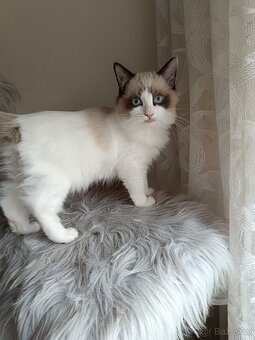 Super Ragdoll koťátka s PP - 3