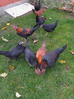 Slepice Bantamka - 3